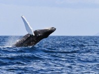 Newirishhumpbackwhale 620x350 200x150 (1)